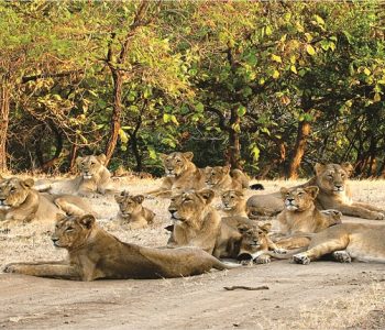 1433838604-geer_lionhb1